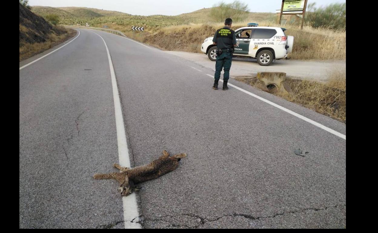 La Diputación de Badajoz actuará en la carretera de Hornachos a Llera, con el fin de evitar los atropellos de linces ibéricos