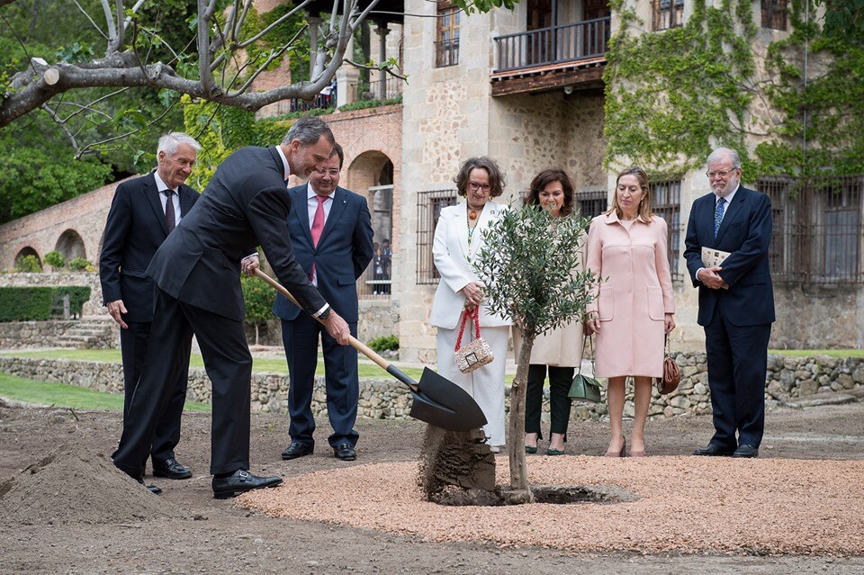Felipe VI plantando el olivo.