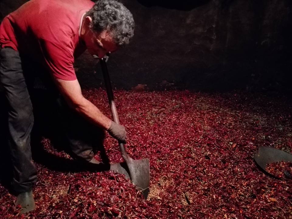 Secado de pimiento para pimentón.