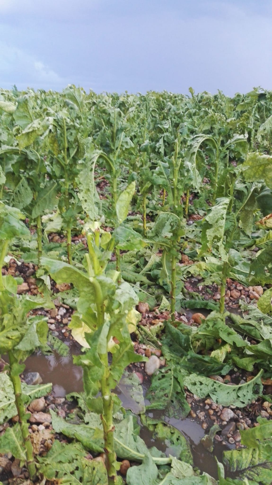Plantación de tabaco.