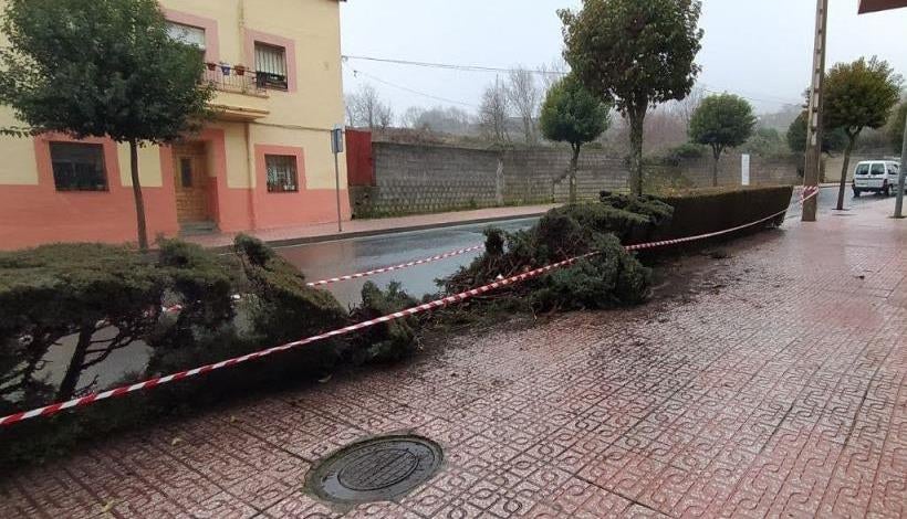 El seto destrozado en la avenida de la Montaña.