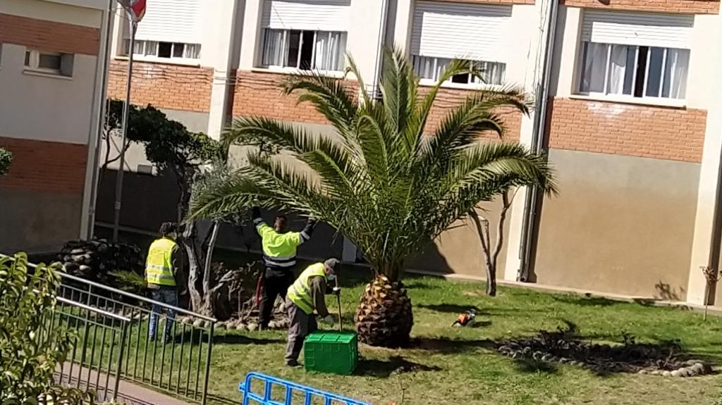 Jardineros municipales podando estos días..