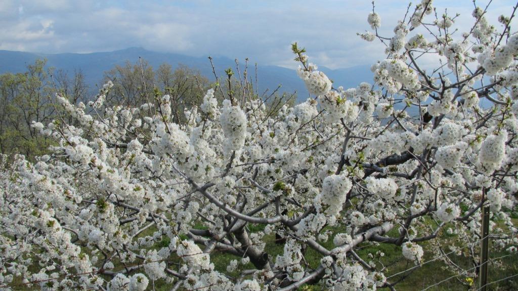 Cerezos en flor del término municipal de Jaraíz. 