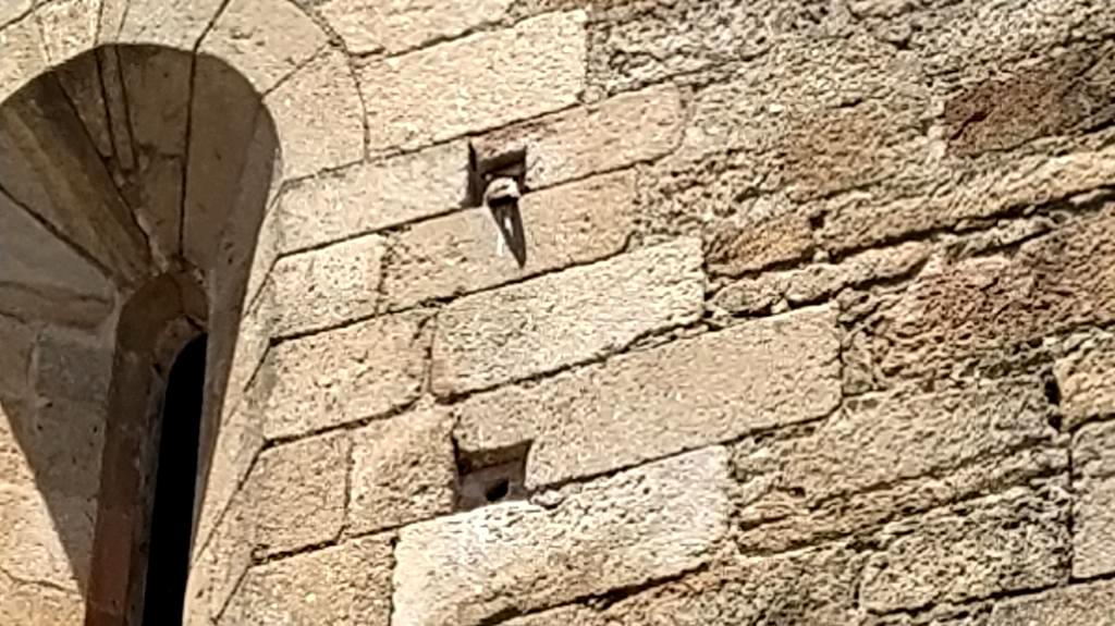 El avistamiento del cernícalo primilla en el casco antiguo de Jaraíz, un espectáculo