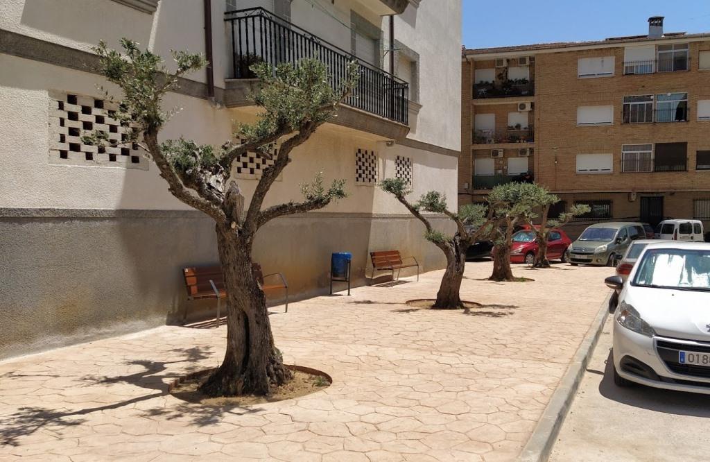 El espacio peatonal con el mobiliario y olivos ornamentales. 