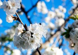 Cerezos en flor, en el término municipal de Jaraíz de la Vera.