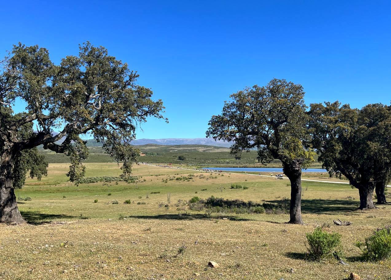 Sale a concurso por 158.000 euros el aprovechamiento del corcho de la dehesa