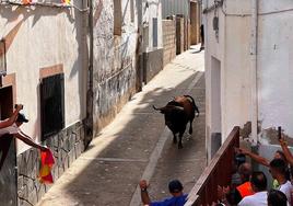Encierro de un toro vespertino.