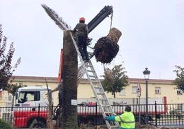 Operarios cortando y retirando los ejemplares.