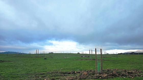 La dehesa boyal se repuebla con 2.000 encinas y alcornoques autóctonos
