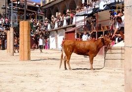 Lidia de una vaquilla al estilo tradicional en las ferias agosteñas.