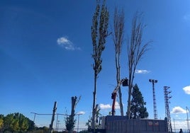 Retirada de los chopos de las inmediaciones de la piscina municipal.