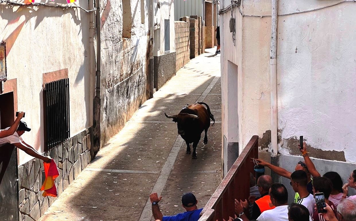 Encierro. Un toro por la calle de la Fuente dirigiéndose a la Plaza Mayor para su lidia.