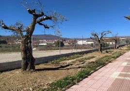 La mesa de contratación de Educación selecciona a la redactora del proyecto del nuevo instituto