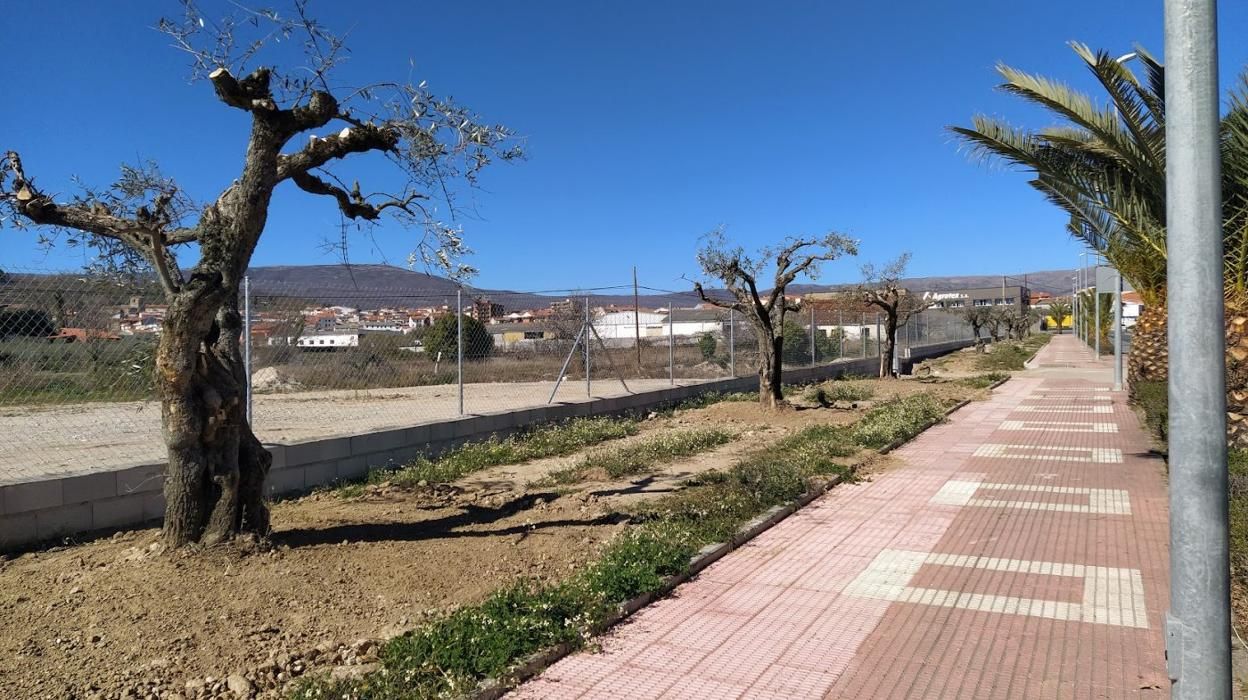 Terrenos en los que se construirá el nuevo instituto, en la avenida del Salobrar.