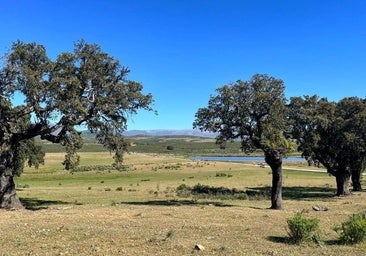 A Iicitación los pastos del paraje Lanchacabrera y la dehesa boyal