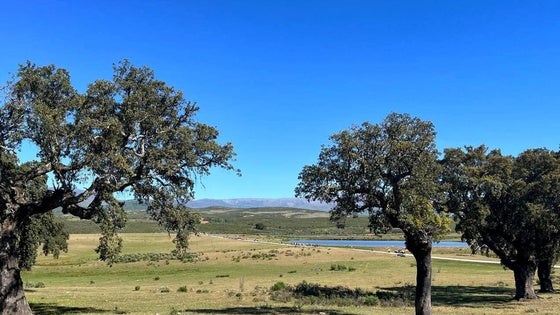 A Iicitación los pastos del paraje Lanchacabrera y la dehesa boyal