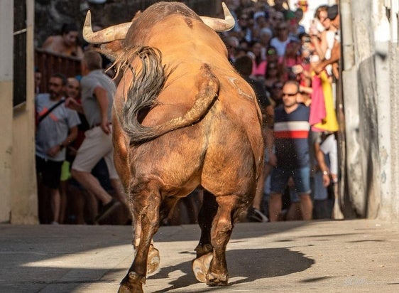Premiada una foto de Esther Labrador sobre los toros de Jaraíz