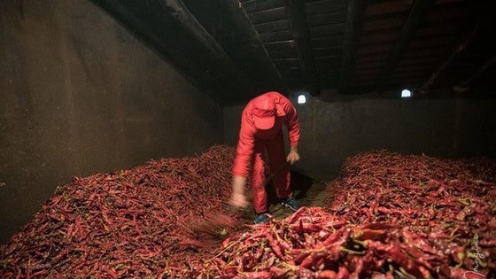 Convocadas las ayudas para el secado tradicional de pimientos para pimentón
