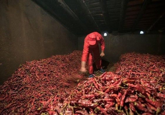 Convocadas las ayudas para el secado tradicional de pimientos para pimentón