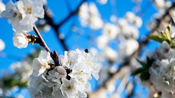 Un manto blanco cubre los pueblos veratos productores de cerezas