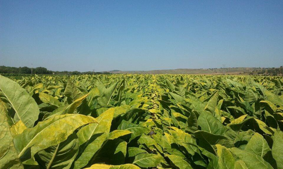 Plantación de tabaco.