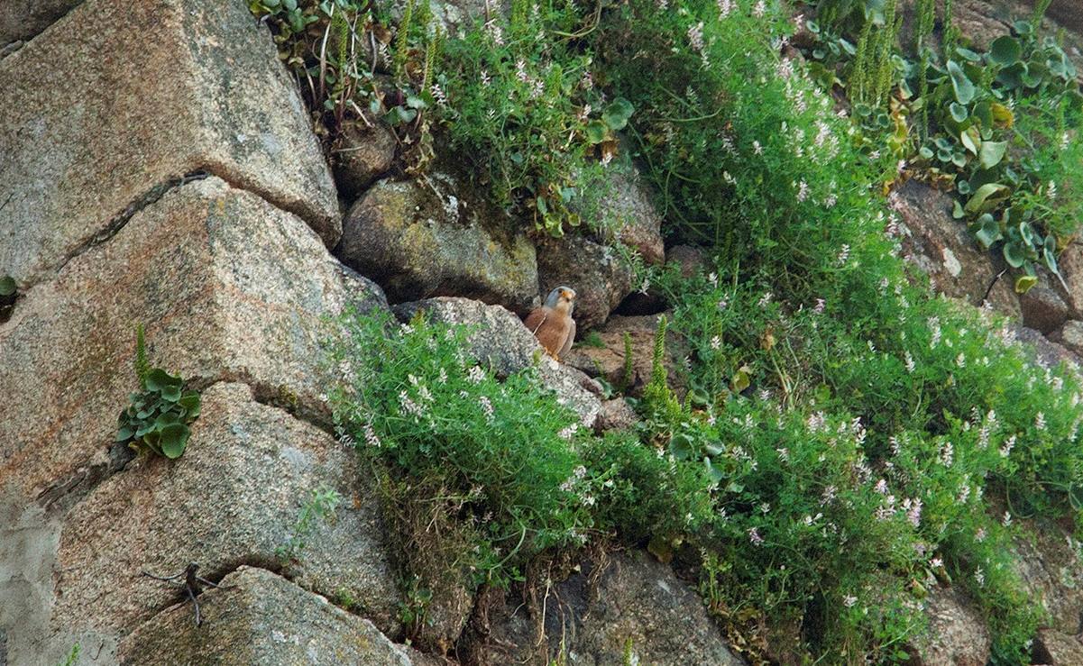 Nido en la torre de San Miguel. 