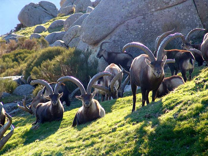 Subasta de 79 lotes de caza a rececho de cabra montés