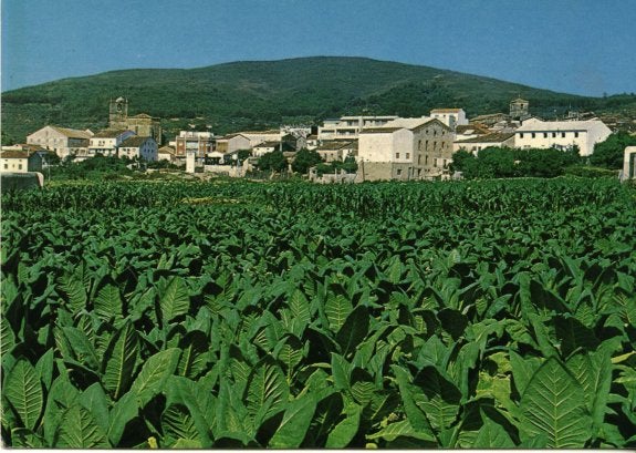 Plantación de tabaco en Jaraíz.