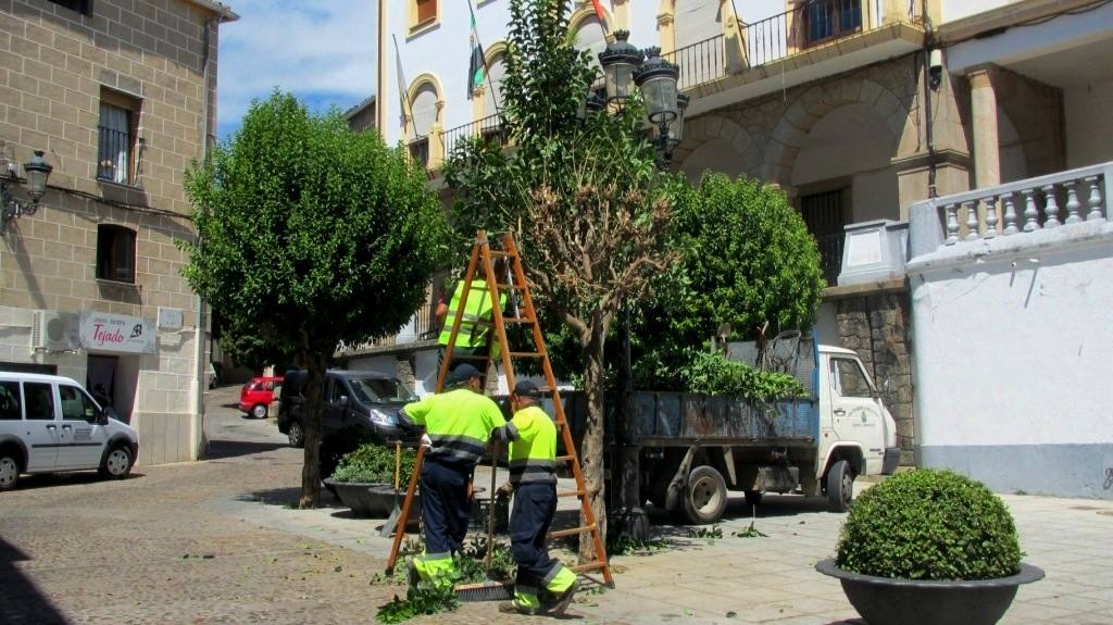 Jardineros podando los árboles de la Plaza Mayor. 