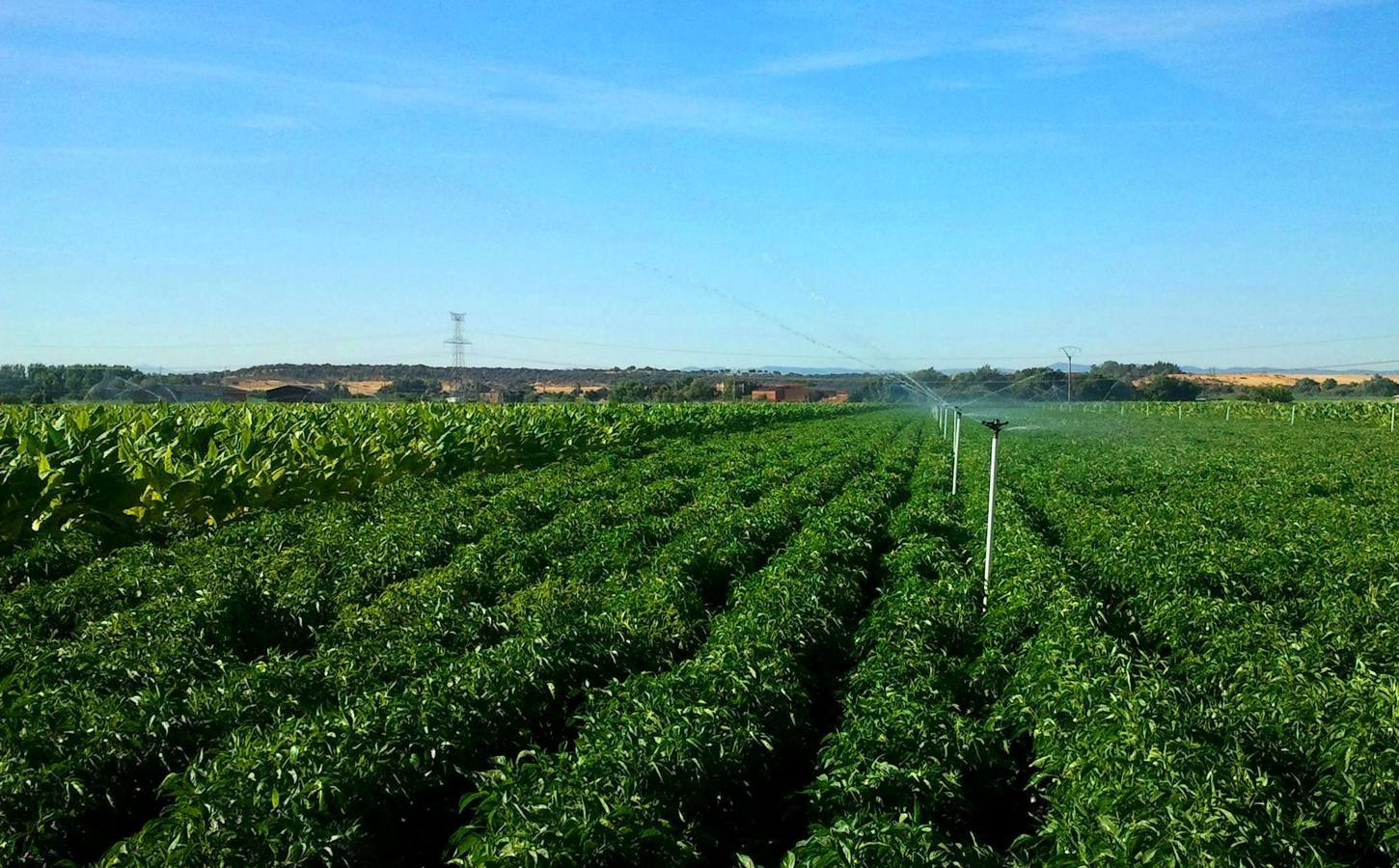 Estudian el control de una mala hierba que afecta al pimiento y tabaco