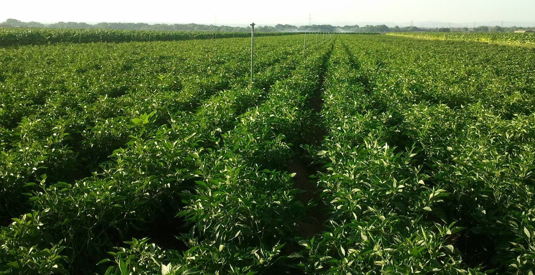 Plantación de pimientos para su transformación en pimentón. 