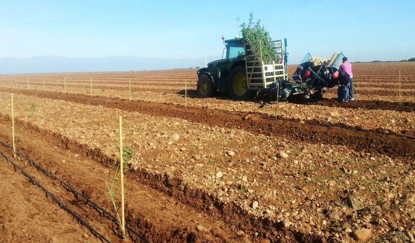 Plantación de almendros en Serrejón. 