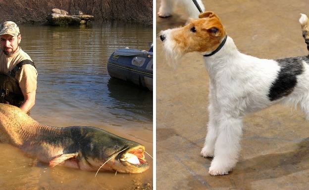 Una mujer dice que un siluro se ha comido un fox terrier en el Tiétar
