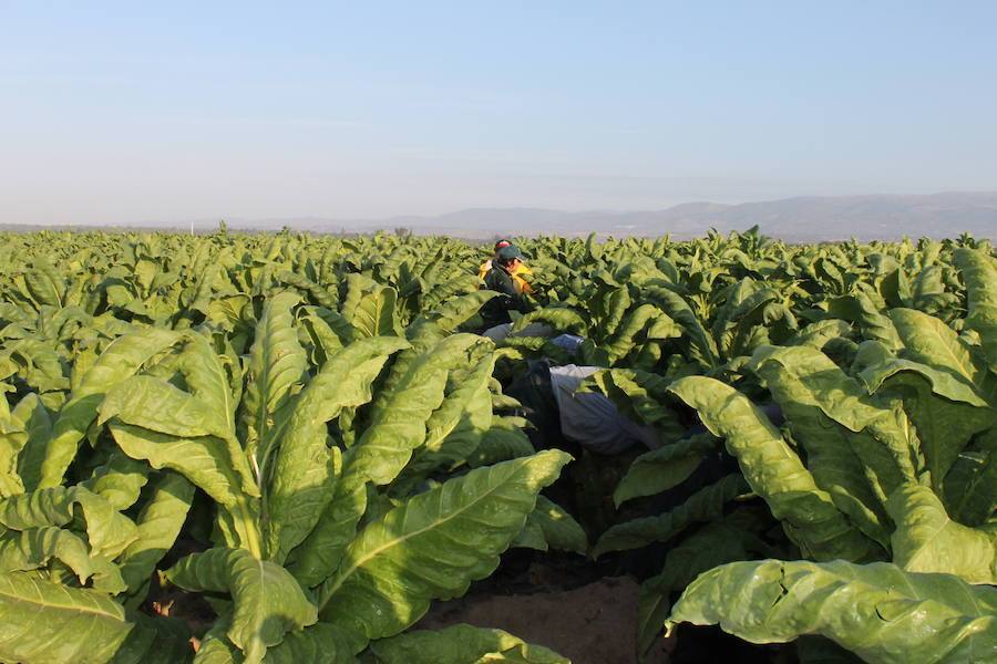El cultivo del tabaco fija la población