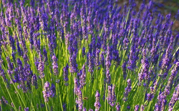Curso de plantas medicinales y nutrientes para mejorar la salud