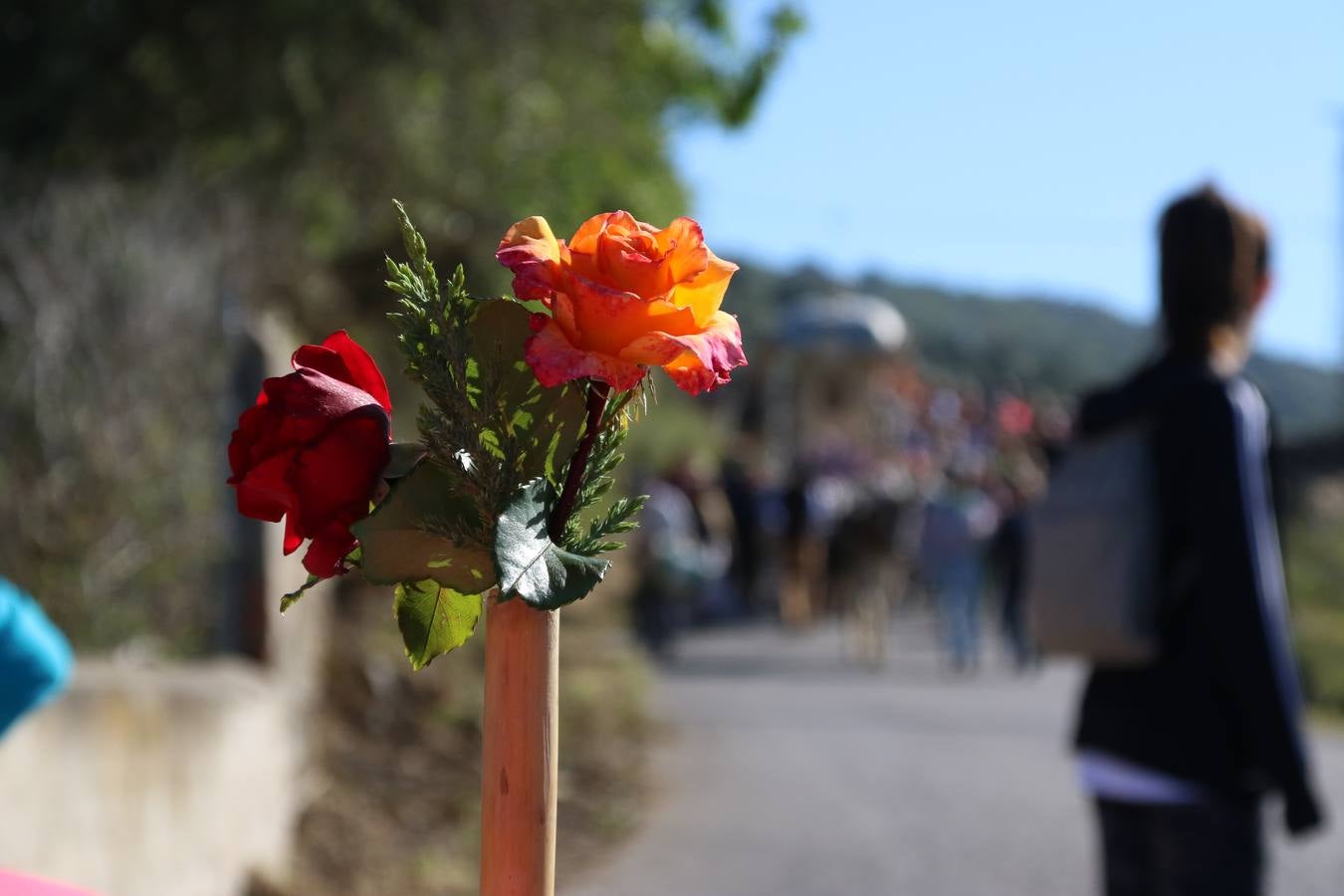 Romeros, carrozas y caballistas han acompañado, esta mañana, en procesión, al Simpecado de Nuestra Señora de Aguasantas, Patrona de Jerez de los Caballeros, hasta la ermita consagrada a su nombre. Durante el camino, no han faltado las perrunillas, la copa de anís, el acompañamiento musical del tamborilero de la Hermandad de La Algaba, Ramón Barragán, y los cánticos y bailes de algunos romeros. Un día de júbilo, convivencia y devoción a Nuestra Señora de Aguasantas que culminará, esta tarde, a las 20 horas, con el rezo del Santo Rosario en la citada ermita y el canto de la Salve a la Virgen.