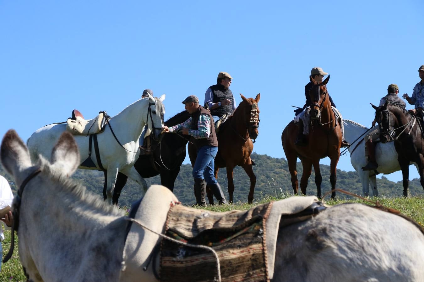 Romeros, carrozas y caballistas han acompañado, esta mañana, en procesión, al Simpecado de Nuestra Señora de Aguasantas, Patrona de Jerez de los Caballeros, hasta la ermita consagrada a su nombre. Durante el camino, no han faltado las perrunillas, la copa de anís, el acompañamiento musical del tamborilero de la Hermandad de La Algaba, Ramón Barragán, y los cánticos y bailes de algunos romeros. Un día de júbilo, convivencia y devoción a Nuestra Señora de Aguasantas que culminará, esta tarde, a las 20 horas, con el rezo del Santo Rosario en la citada ermita y el canto de la Salve a la Virgen.