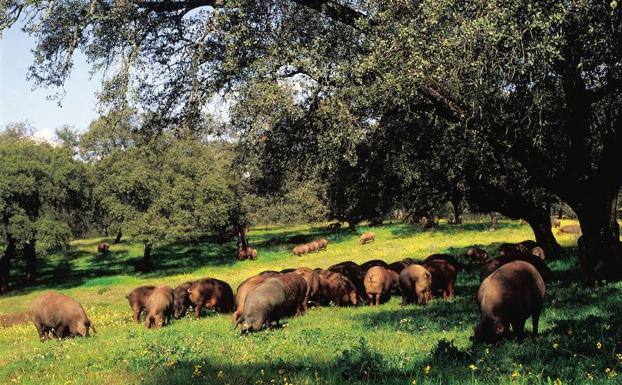 Jerez abordará el cultivo intensivo de encinas en el XXX Salón del Jamón Ibérico