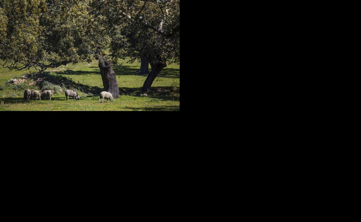 En busca de una cura para la dehesa que salve al jamón ibérico
