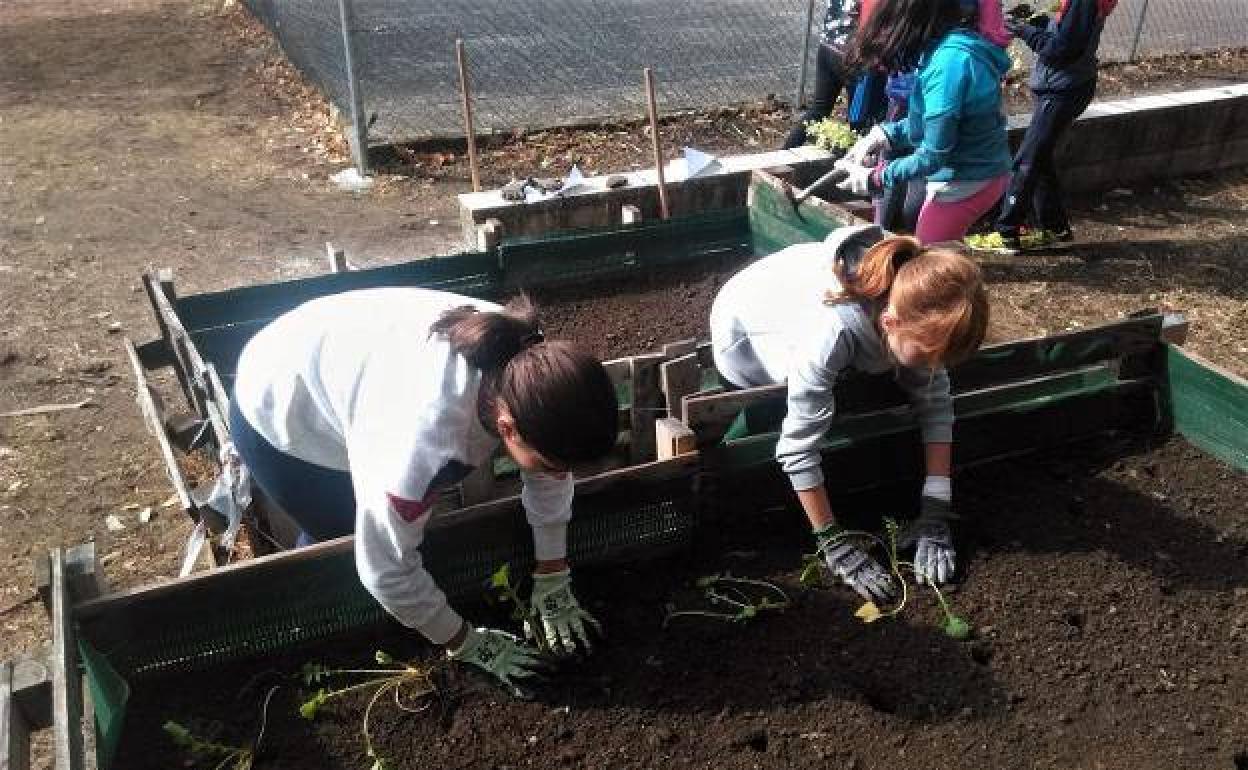 Agricultura instalará huertos escolares en 45 colegios