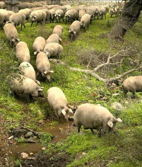 El paraíso de un pata negra