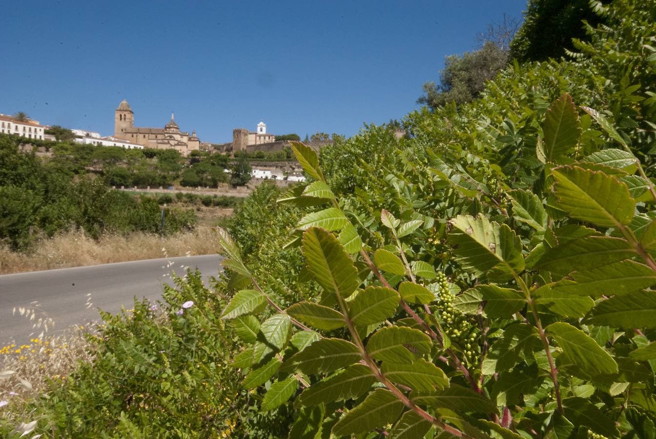 El zumaque y las tenerías en Jerez de los Caballeros