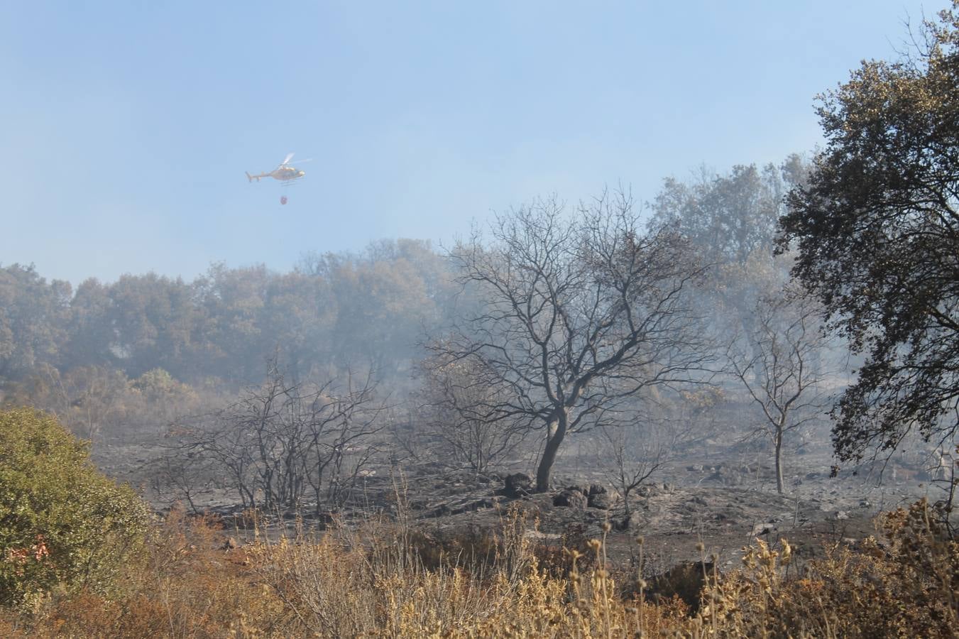 La Sierra de Buenvasita ha sido una de las zonas más castigadas por el fuego en el entorno de Jerez, en los últimos veranos.