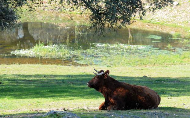 Vaca en una explotación de San Pedro de Mérida junto a una charca a principios de este año.
