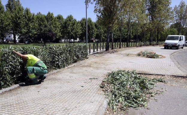 Un trabajador realizando trabajos de poda.