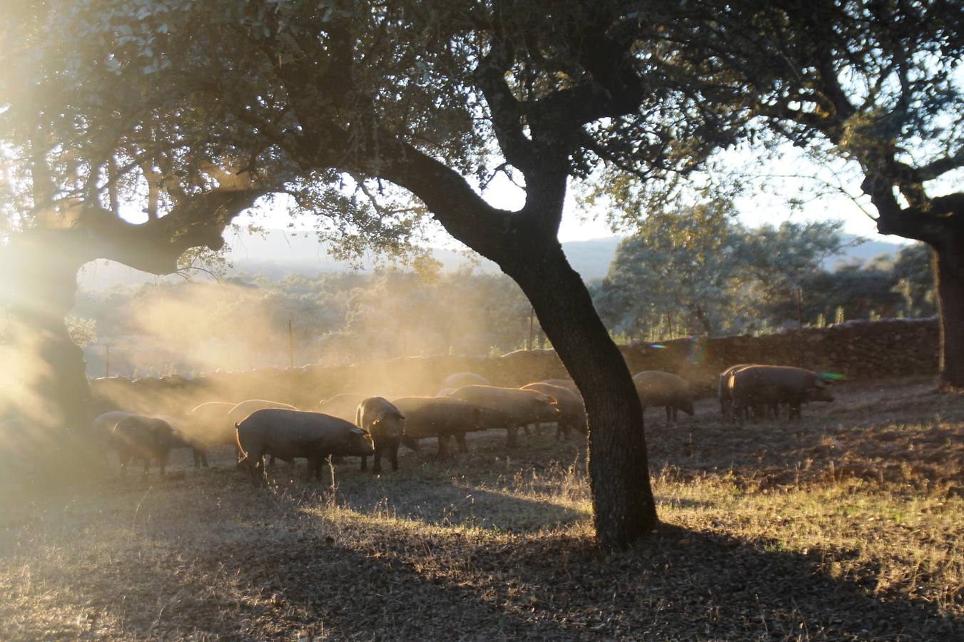 Cerdo es las dehesas de Jerez que siguen esperando también la lluvia.