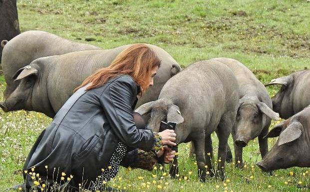Reportera de TVE grabando un cerdo ibérico cerca de Jerez de los Caballeros.
