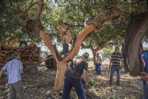 La extracción del corcho se realiza intentando no dañar el árbol y con los menores cortes posibles para que las planchas sean más extensas..