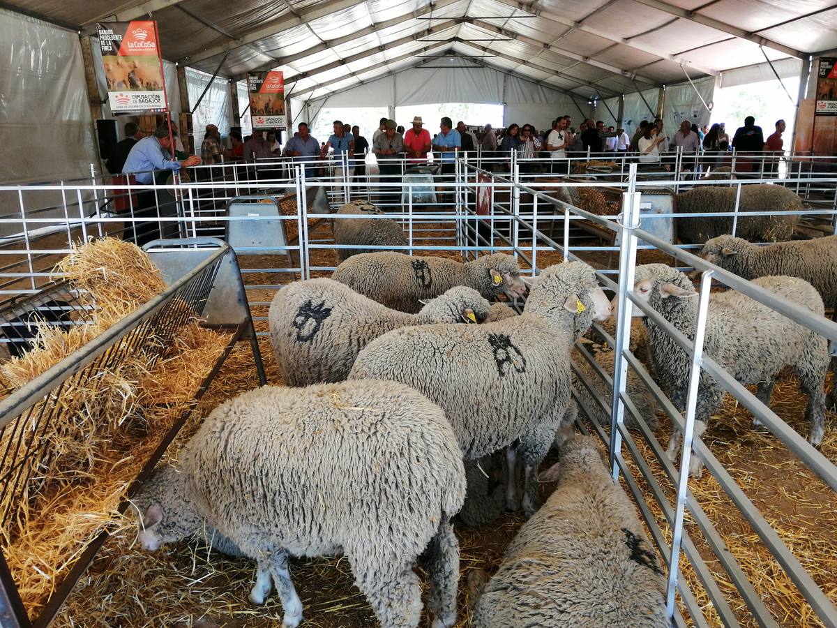Fotos: Feria de Mayo